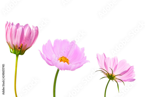 Cosmos flower isolated on white background - clipping paths