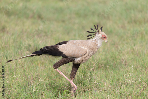 Beautiful Secretary Bird in Tanzania Africa