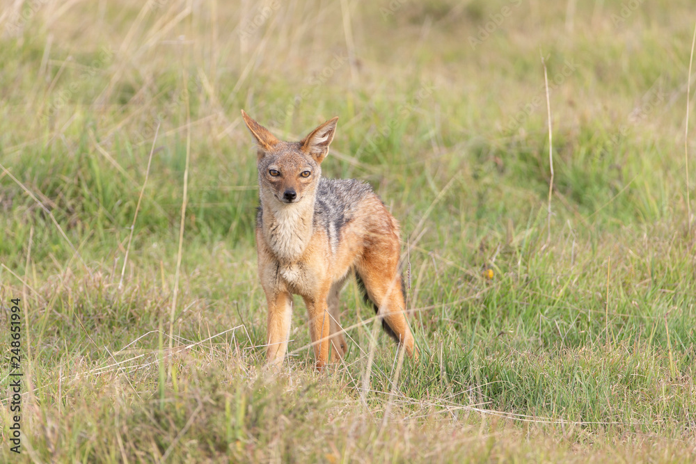 Black-backed Jackal in Kenya Africa Black-backed Jackal in Kenya Africa