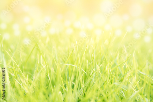 abstract summer background green bright