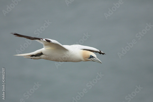 gannet bird bass rock farne island north sea