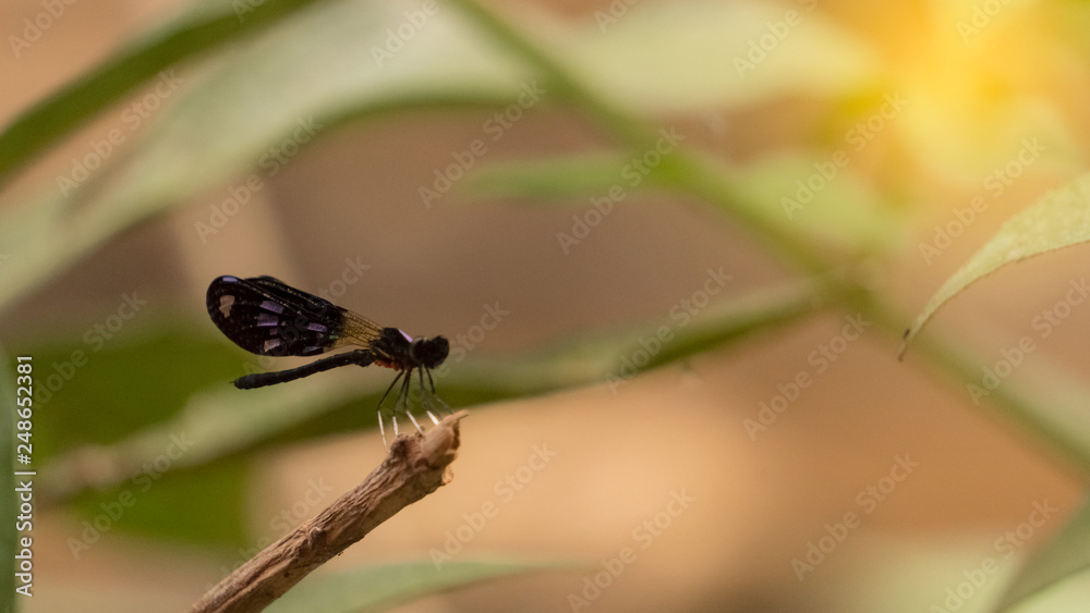Dragonfly stuck on the branches, blurred background Dragonfly stuck on the branches, blurred background