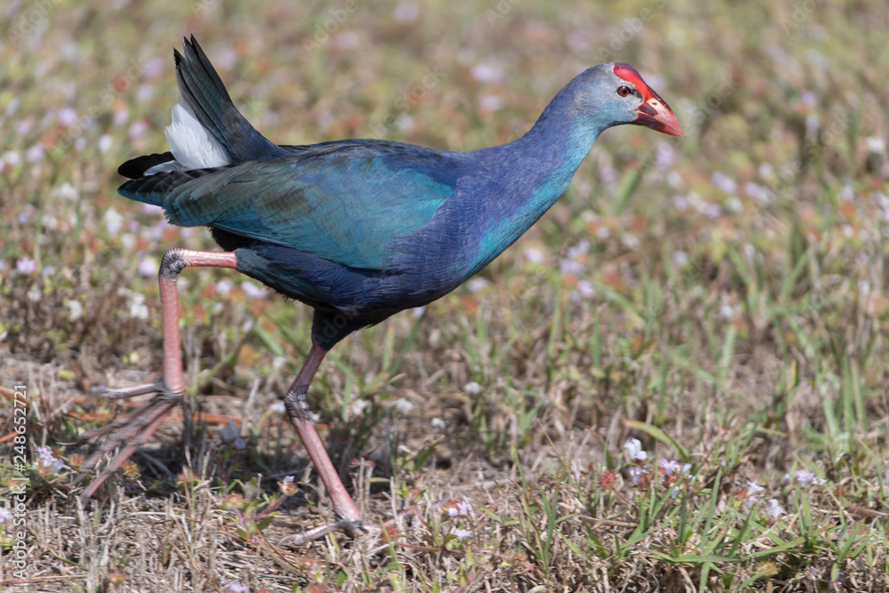 Invasive non-native grey headed swamphen in Florida Marsh Invasive non-native grey headed swamphen in Florida Marsh
