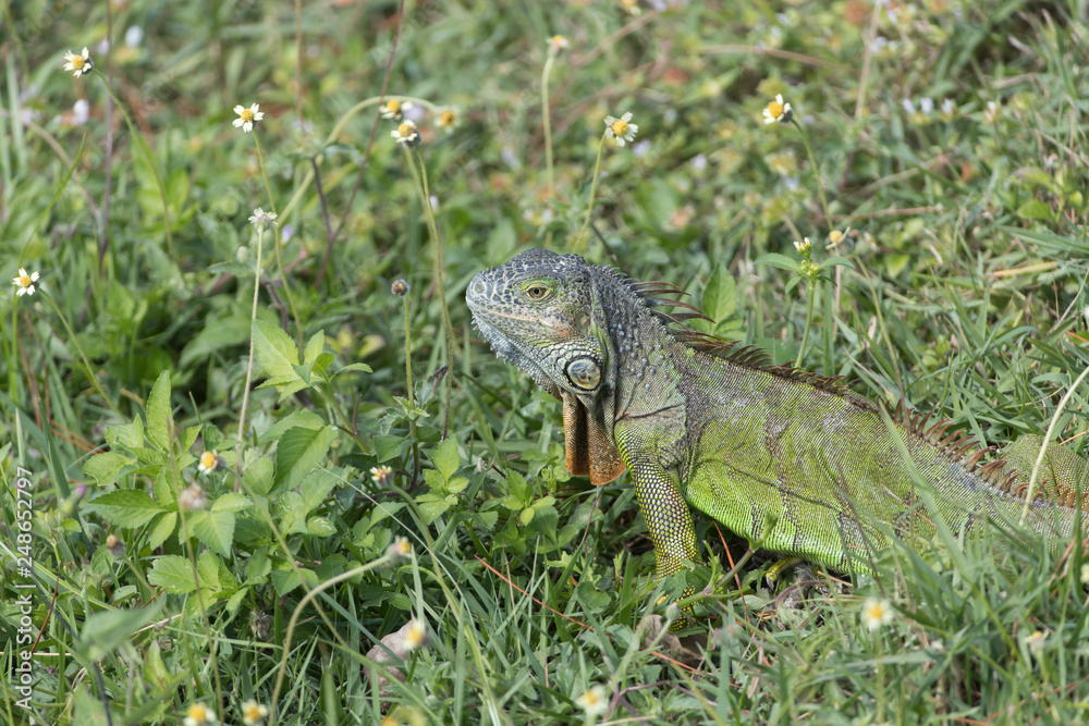 Fototapeta premium Invasive Green Iguana in Florida Marsh
