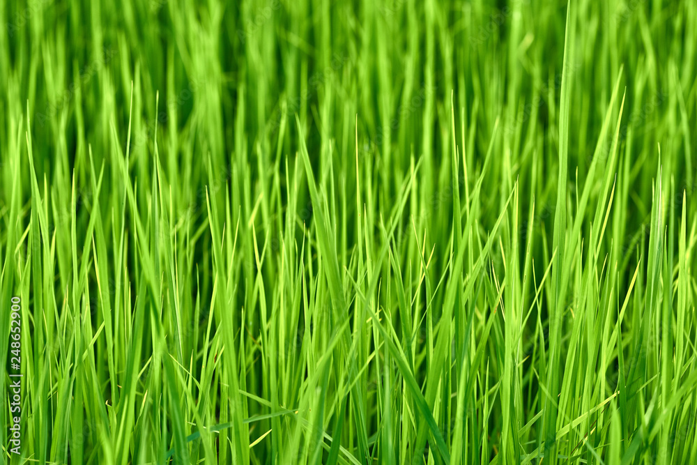 Abstract pattern of green grass with water drops of morning dew Abstract pattern of green grass with water drops of morning dew