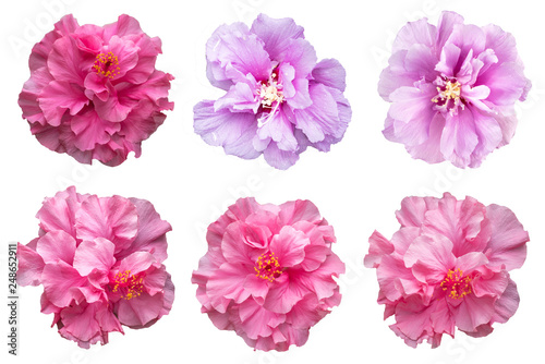 Set of hibiscus flowers isolated on white background with clipping path.