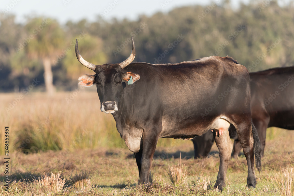 Cow in pasture in central Florida USA Cow in pasture in central Florida USA