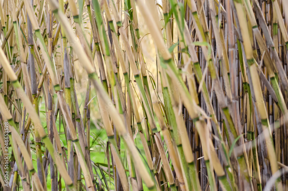 Obraz premium background of bamboo texture