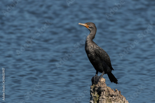 Double Crested Cormorant in Florida Marsh