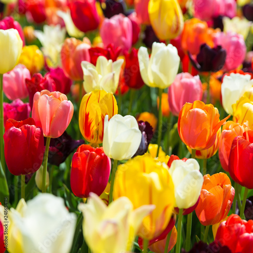 sch  ne bunte Tulpen auf einem Feld