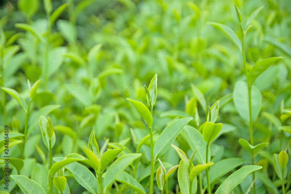 Green Tea Field, Green Tea, Green Tea from Thailand country