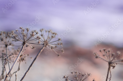 flowers in winter purple background