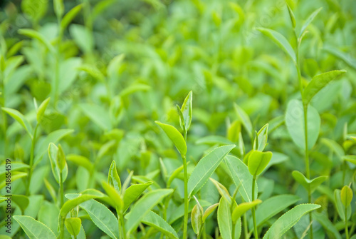 Green Tea Field  Green Tea  Green Tea from Thailand country