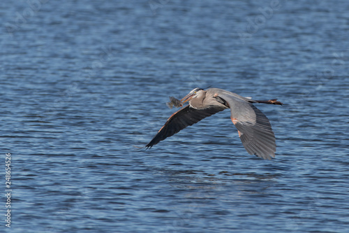 Great Blue Heron with Fish for meal