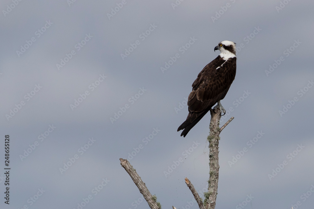 Fototapeta premium Osprey on perch in Florida Marsh