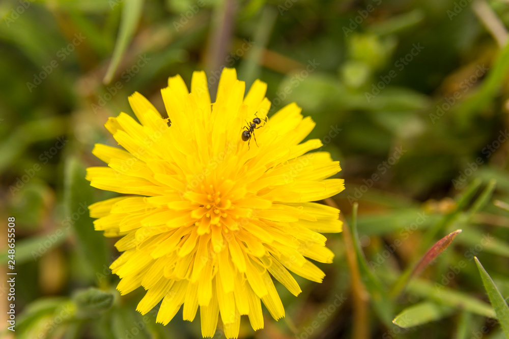 dandelion.