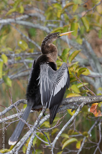 Anhinga in Florida Marsh