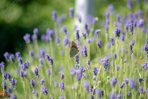 Butterfly flying over lavender flower, sunny summer day. close up