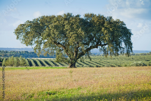 Old cork oak tree in Alentejo during spring, landscape with blooming meadows of wildflowers and fresh young grass, Portugal, Europe. photo