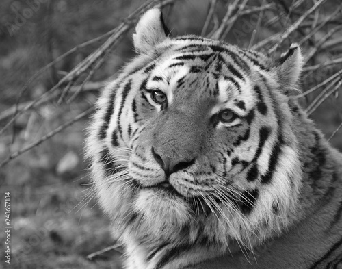 Siberian Tiger Head and Face Black and White 