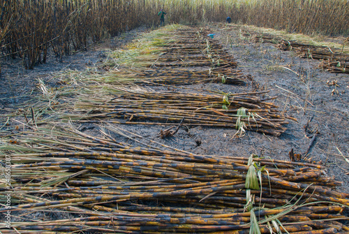 cane on fire, cane on fire from Thailand country