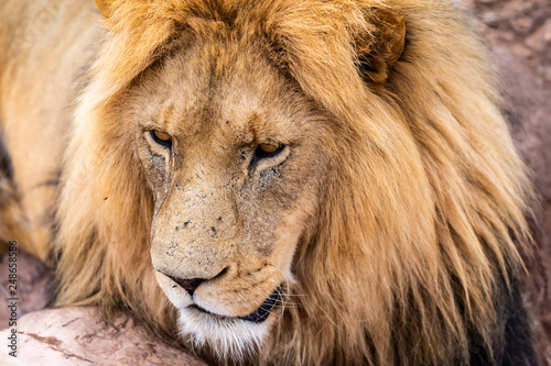 Face of a resting lion