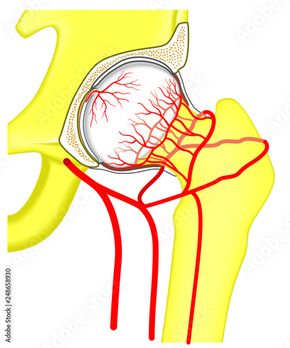 Vector illustration anatomy of a healthy human hip joint and a vascular supply to the femoral head. Front view. For advertising and medical publications.