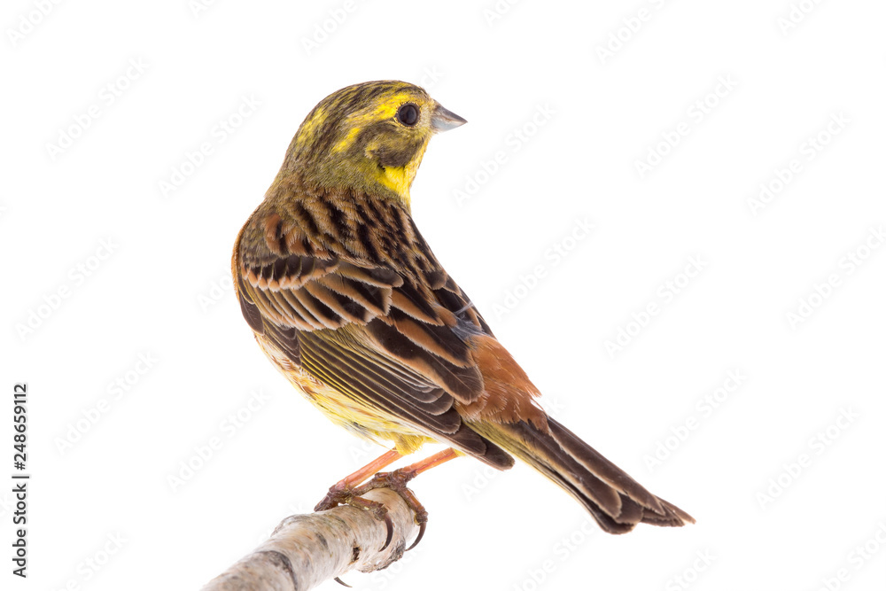 Fototapeta premium Yellowhammer (Emberiza citrinella)