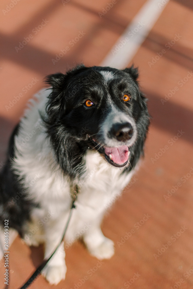 Border collie in a brown orange tennis court Border collie in a brown orange tennis court