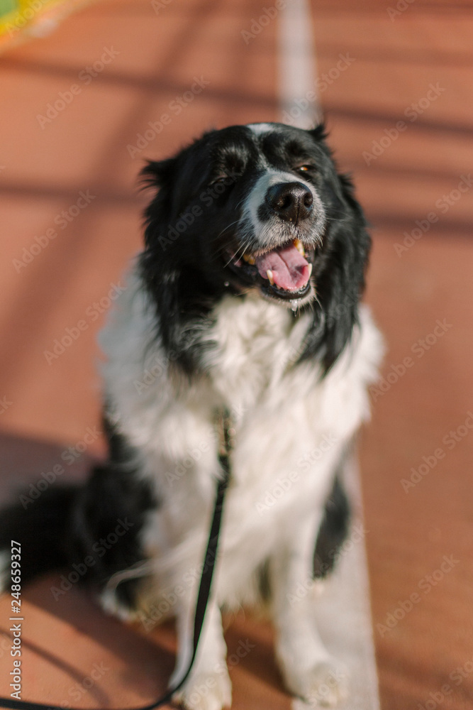 Border collie in a brown orange tennis court Border collie in a brown orange tennis court