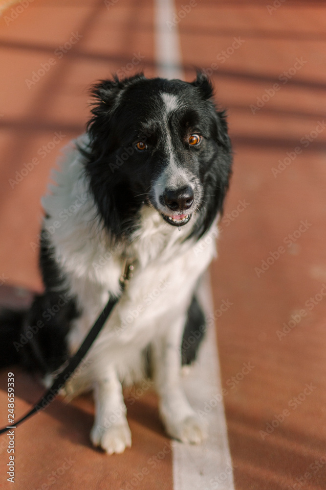 Border collie in a brown orange tennis court Border collie in a brown orange tennis court