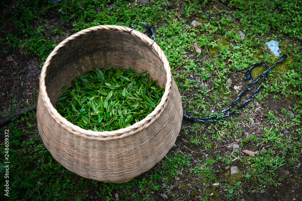 Fresh green tea leaves in bamboo basket are collected for further processing in hangzhou china