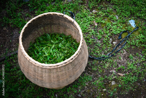 Fresh green tea leaves in bamboo basket are collected for further processing in hangzhou china © EcoSpace