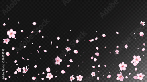Nice Sakura Blossom Isolated Vector. Summer Flying 3d Petals Wedding Border. Japanese Funky Flowers Illustration. Valentine, Mother's Day Spring Nice Sakura Blossom Isolated on Black