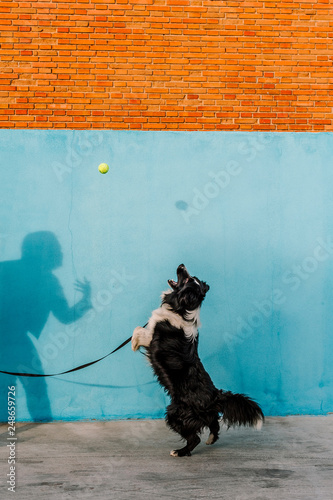 Dog with a blue wall behind in a sunny day