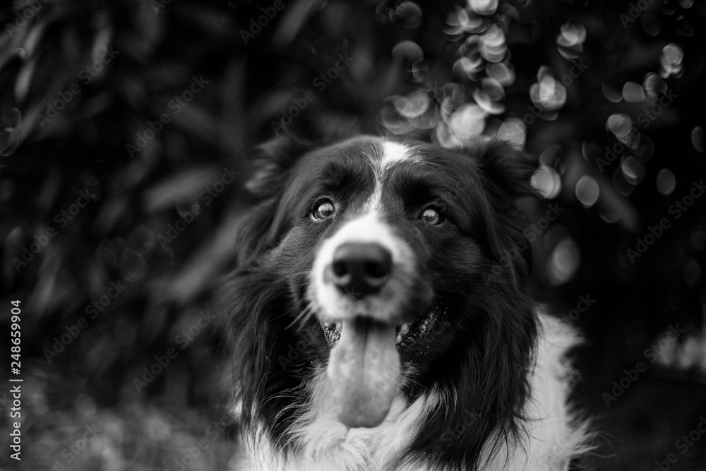 Dog in the park looking at the horizon Dog in the park looking at the horizon