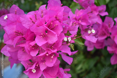 pink flowers in the garden