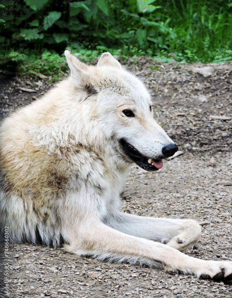 Front view to Arctic wolf, beautiful animal in the forest.Wild arctic wolf close up. Animals in wildife. Front view to Arctic wolf, beautiful animal in the forest.Wild arctic wolf close up. Animals in wildife.