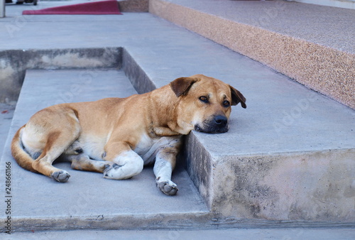 Brown dog lying on cement floor: Close up brown dog lying or sleeping on concrete or cement with copy area.