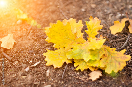 Golden autumn maple leaves. Great season texture with fall mood. Nature autumn background. Selective focus, copy space.