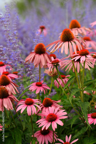 Purpurroter Sonnenhut (Echinacea purpurea) Blüten photo