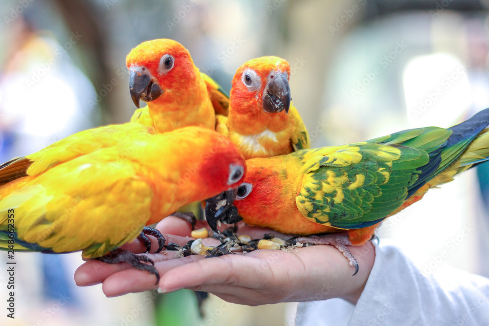 Obraz premium Feeding Sun conure parrots on hand.