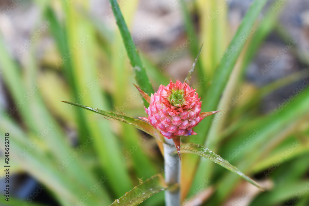 flower in garden flower in garden