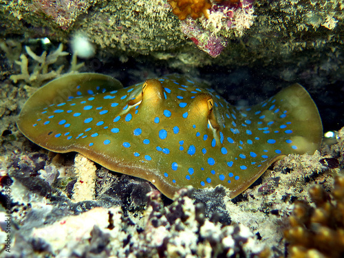 blue spotted sting ray