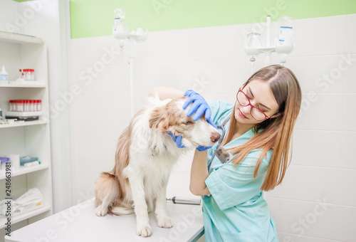 veterinarian examines a dog's teeth in vet clinic