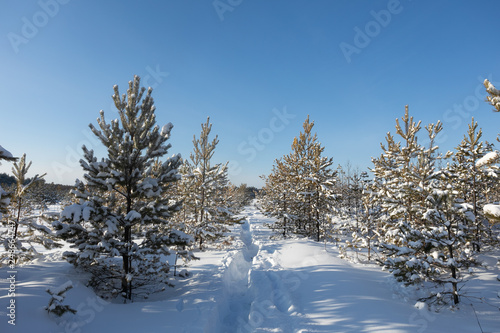 Beautiful winter forest. Snowy winter. Frosty sun illuminates pines and snow.