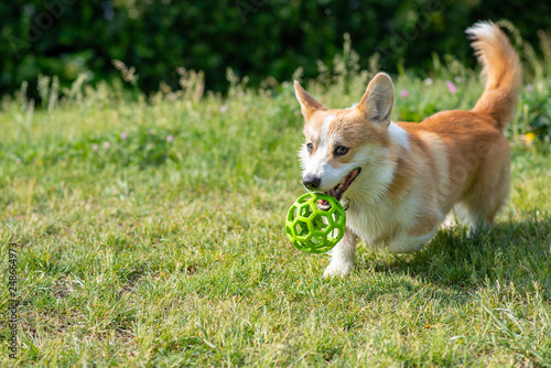 dog breeds corgi runs off on a walk with the ball