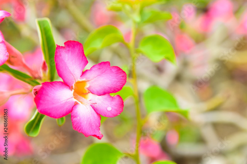Adenium or desert rose,Impala Lily,Mock Azalea flower with background nature from the garden in spring day tropical design for wallpaper have copy space and text. © sornram