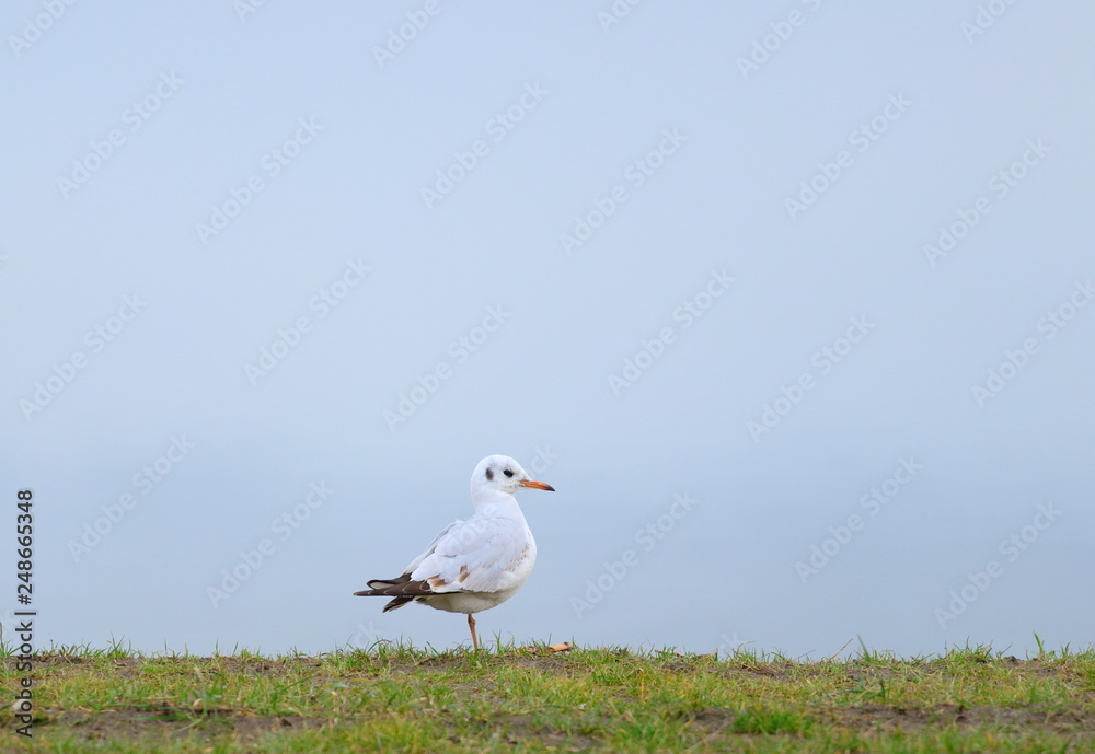 River gull on the lake coast