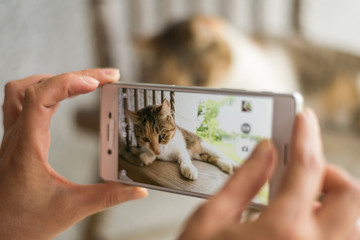  take a picture of a cat